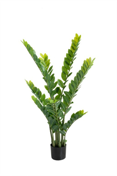 Замиокулькас 130 см